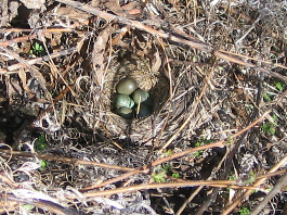 Linnunpesä 2007. Kuva:R.Viitakangas.
