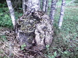 Pahka Löllönvaarassa 2005. Kuva:R.Viitakagnas.
